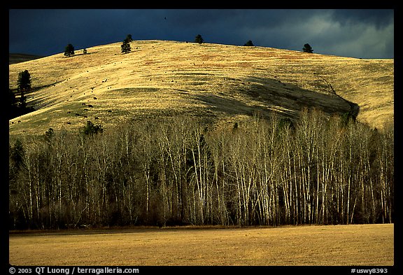 Trees and hills in late fall. Wyoming, USA