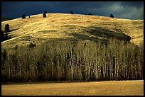 Trees and hills in late fall. Wyoming, USA (color)