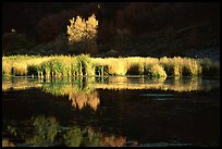 Grasses along the Snake River in late afternoon light. Wyoming, USA ( color)