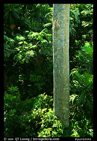 Tropical tree trunk, El Yunque, Carribean National Forest. Puerto Rico