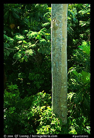 Tropical tree trunk, El Yunque, Carribean National Forest. Puerto Rico