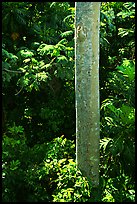 Tropical tree trunk, El Yunque, Carribean National Forest. Puerto Rico