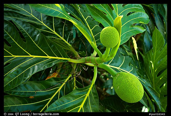 Tropical fruit and large leaves, El Yunque, Carribean National Forest. Puerto Rico (color)