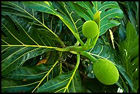 Tropical fruit and large leaves, El Yunque, Carribean National Forest. Puerto Rico