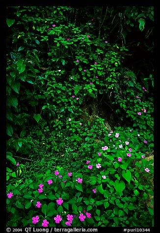 Flowers in rain forest undercanopy, El Yunque, Carribean National Forest. Puerto Rico