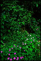 Flowers in rain forest undercanopy, El Yunque, Carribean National Forest. Puerto Rico