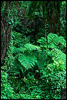 Ferns in rain forest undercanopy, El Yunque, Carribean National Forest. Puerto Rico (color)