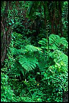 Ferns in rain forest undercanopy, El Yunque, Carribean National Forest. Puerto Rico