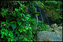 Waterfall in rain forest, El Yunque, Carribean National Forest. Puerto Rico