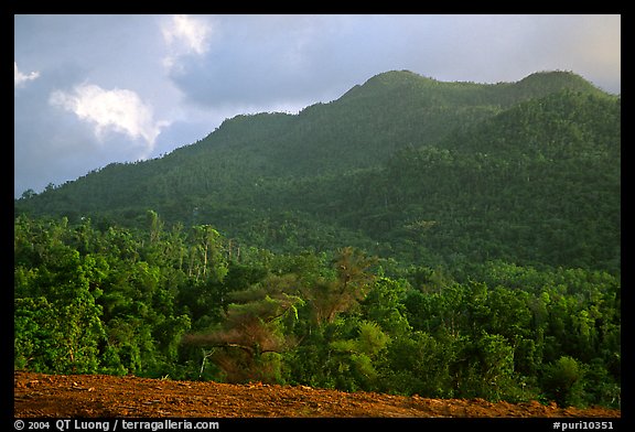 Forest-covered hill. Puerto Rico (color)