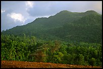 Forest-covered hill. Puerto Rico