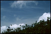 Clouds and trees. Puerto Rico ( color)