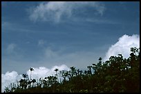 Clouds and trees. Puerto Rico (color)