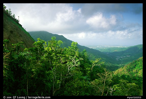 Tropical forest and hills. Puerto Rico