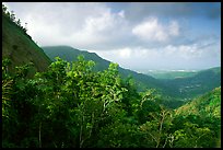 Tropical forest and hills. Puerto Rico (color)