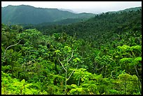 Tropical forest on hillsides. Puerto Rico