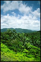 Hills covered with tropical forest. Puerto Rico (color)