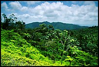 Tropical forest on hill. Puerto Rico