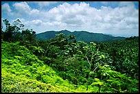 Tropical forest on hill. Puerto Rico