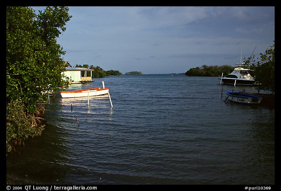Bay with mangroves, La Parguera. Puerto Rico (color)