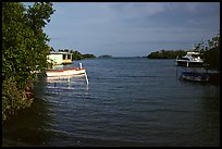 Bay with mangroves, La Parguera. Puerto Rico (color)