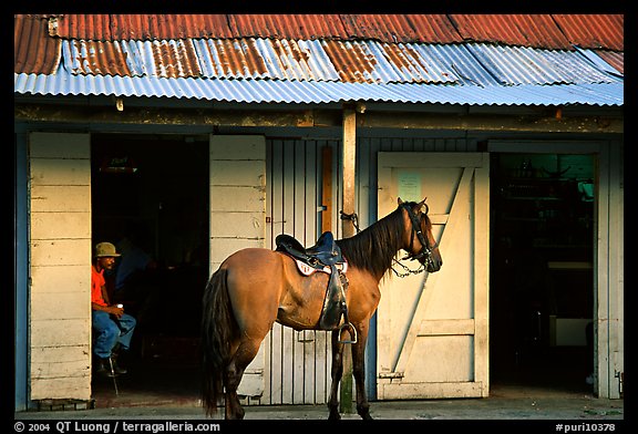 Man sitting inside a bar with a horse parked outside, North East coast. Puerto Rico