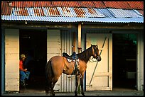 Man sitting inside a bar with a horse parked outside, North East coast. Puerto Rico (color)