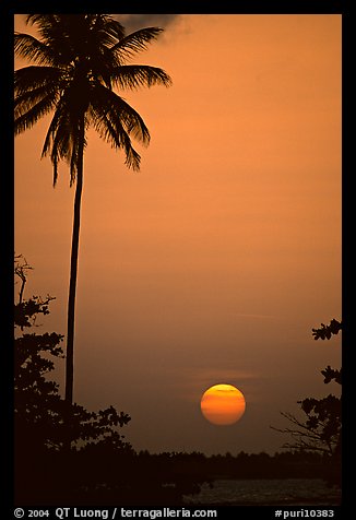 Palm tree at sunset, North East coast. Puerto Rico (color)