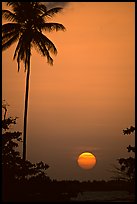 Palm tree at sunset, North East coast. Puerto Rico