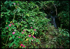 Flowers, lush foliage, and waterfall in rain forest, El Yunque, Carribean National Forest. Puerto Rico