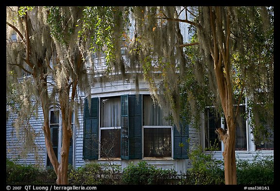 Spanish moss covered trees and windows. Selma, Alabama, USA (color)