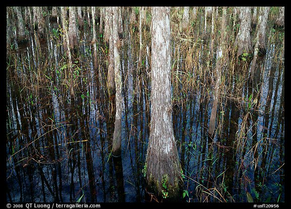 Cypress in dark swamp. Corkscrew Swamp, Florida, USA (color)