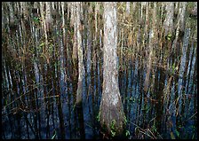 Cypress in dark swamp. Corkscrew Swamp, Florida, USA