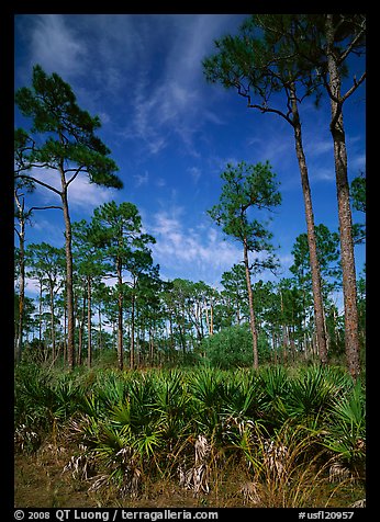 Palmeto and tall pine trees, Corkscrew Swamp. Corkscrew Swamp, Florida, USA (color)