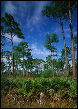 Palmeto and tall pine trees, Corkscrew Swamp. Corkscrew Swamp, Florida, USA (color)