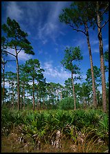 Palmeto and tall pine trees, Corkscrew Swamp. Corkscrew Swamp, Florida, USA