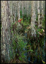 Bromeliads in cypress swamp, Corkscrew Swamp. Corkscrew Swamp, Florida, USA (color)