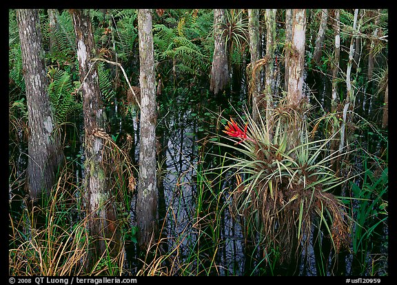 Bromeliads and cypress growing in swamp, Corkscrew Swamp. USA (color)