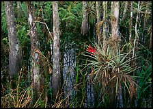 Bromeliads and cypress growing in swamp, Corkscrew Swamp. Corkscrew Swamp, Florida, USA ( color)