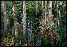 Bromeliads and cypress growing in swamp, Corkscrew Swamp. Corkscrew Swamp, Florida, USA (color)