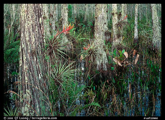 Swamp with cypress and bromeliad flowers, Corkscrew Swamp. Corkscrew Swamp, Florida, USA (color)