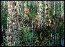 Swamp with cypress and bromeliad flowers, Corkscrew Swamp. USA ( color)