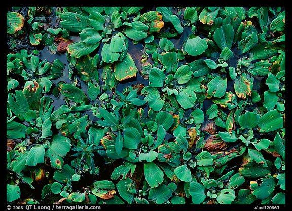 Water lettuce. USA (color)