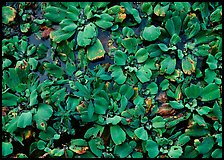 Water lettuce. Corkscrew Swamp, Florida, USA (color)