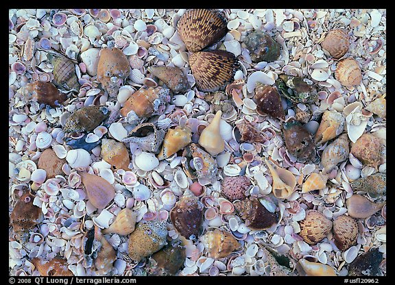 Close-up of shells, Sanibel Island. USA (color)