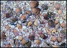 Close-up of shells, Sanibel Island. Florida, USA ( color)