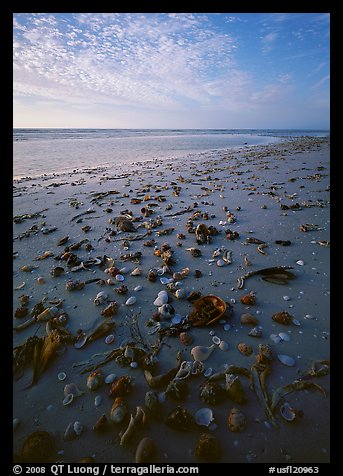 Shells washed-up on shore, Sanibel Island. Florida, USA (color)