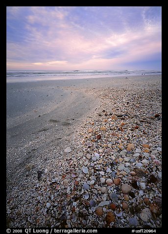 Beach covered with sea shells, sunrise. USA (color)