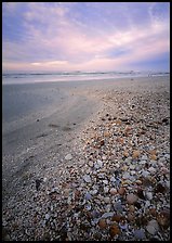 Beach covered with sea shells, sunrise, Sanibel Island. Florida, USA (color)