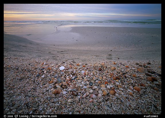 Beach covered with sea shells, sand dollar, shore bird, sunrise. USA (color)